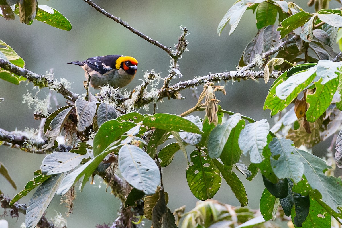 Flame-faced Tanager - ML591678261