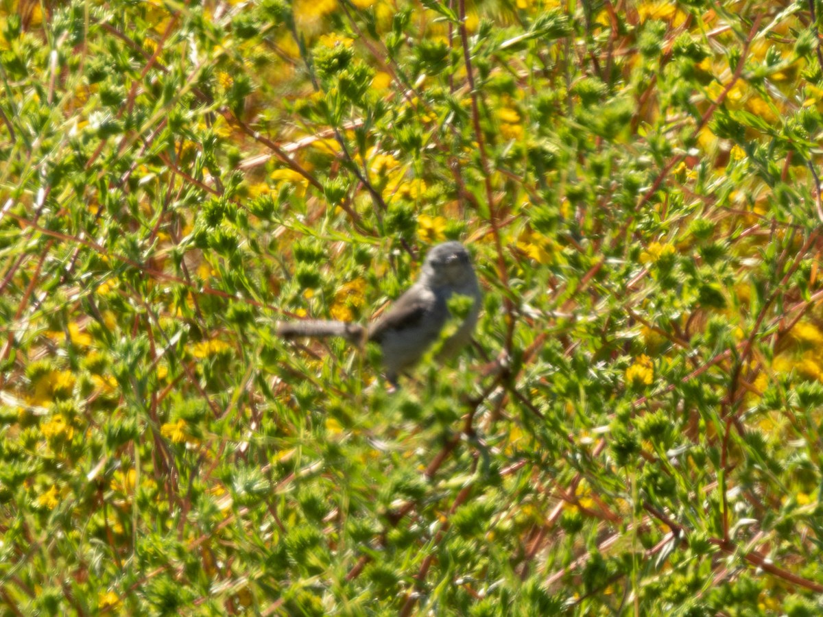 California Gnatcatcher - ML591678271