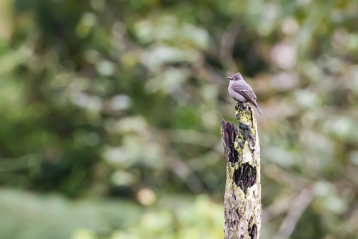 Smoke-colored Pewee - ML591678451