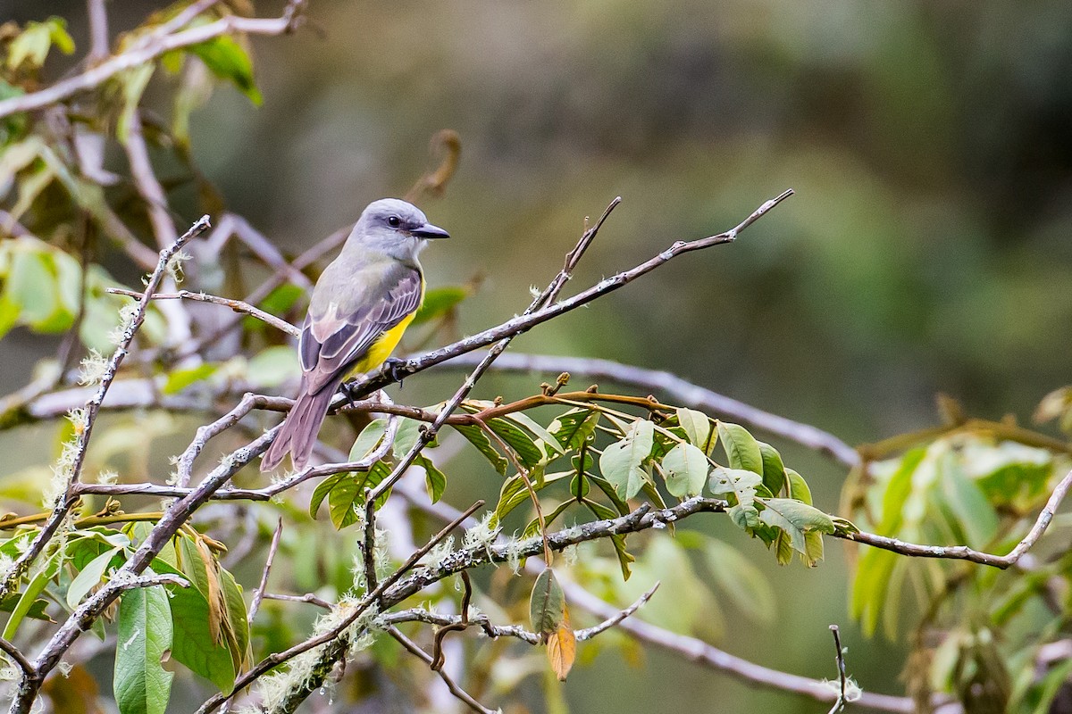 Tropical Kingbird - Anonymous