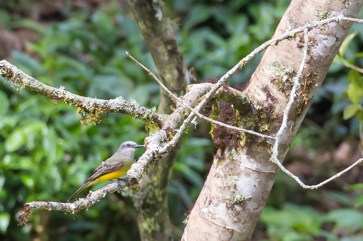 Tropical Kingbird - ML591678911