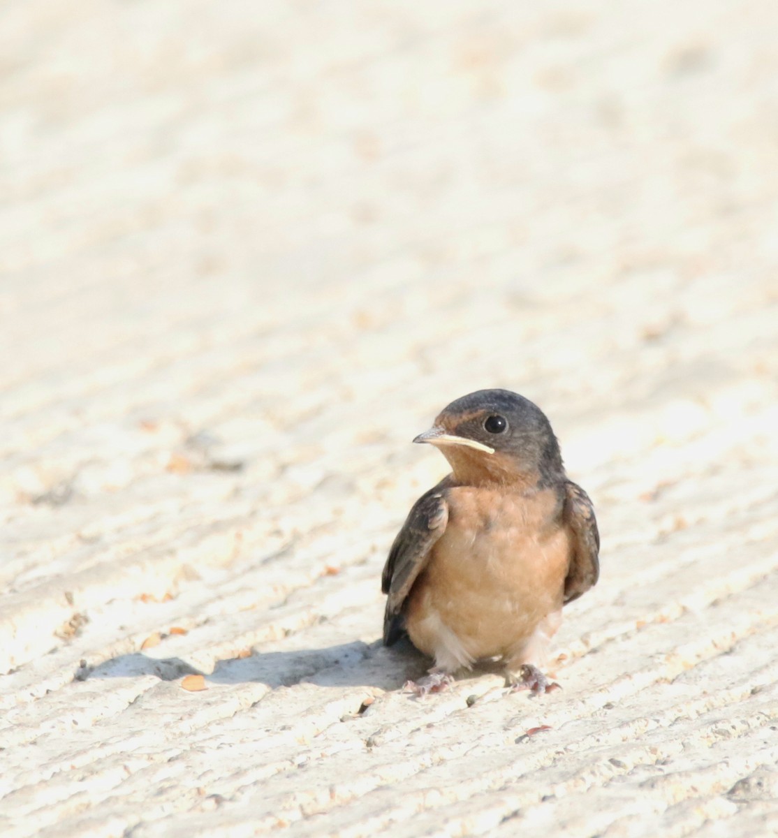 vlaštovka obecná (ssp. erythrogaster) - ML591678981