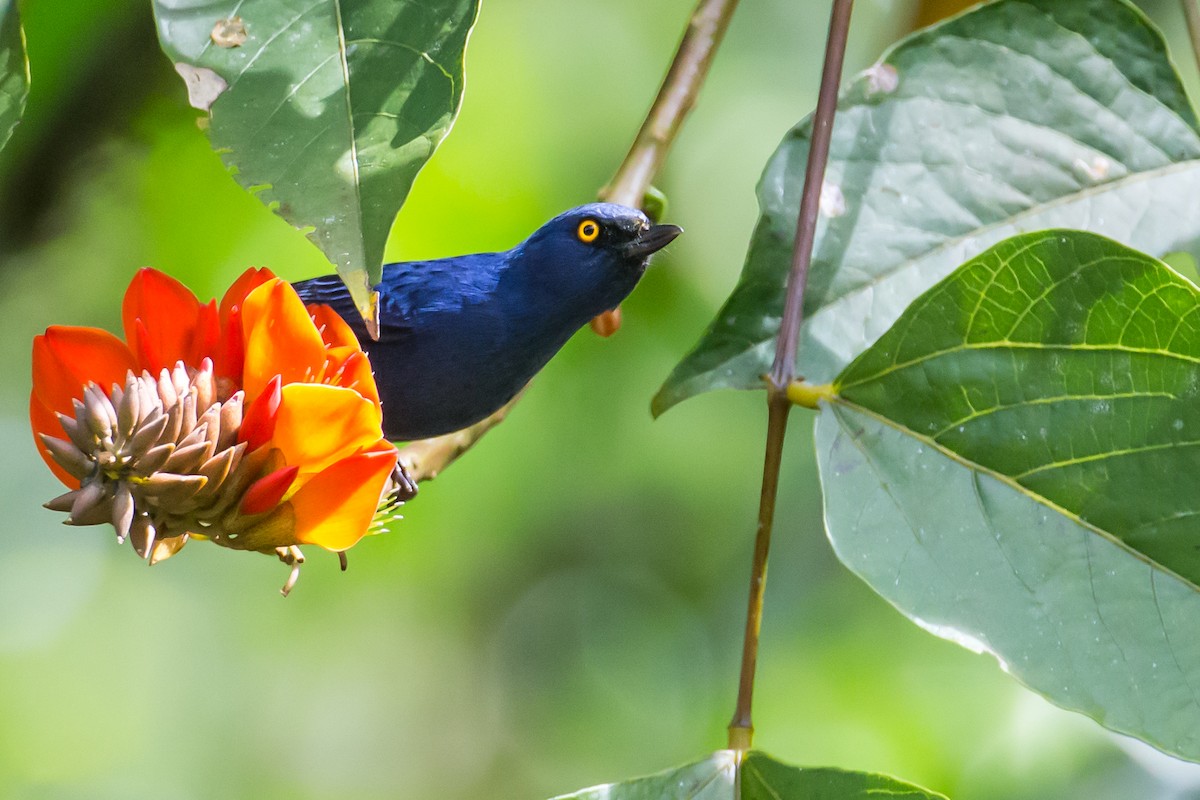 Deep-blue Flowerpiercer - ML591679121