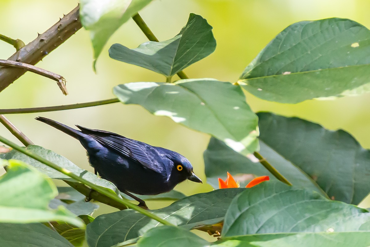 Deep-blue Flowerpiercer - ML591679201