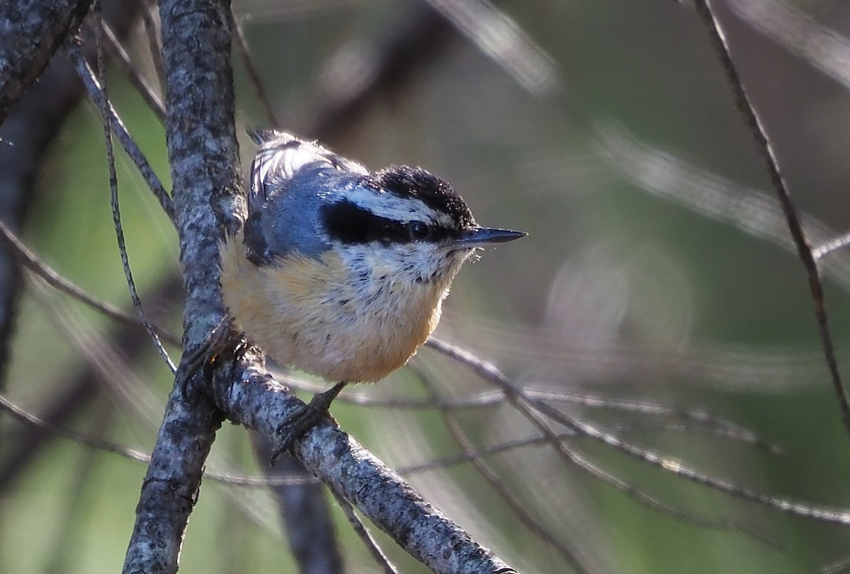 Red-breasted Nuthatch - ML591679311