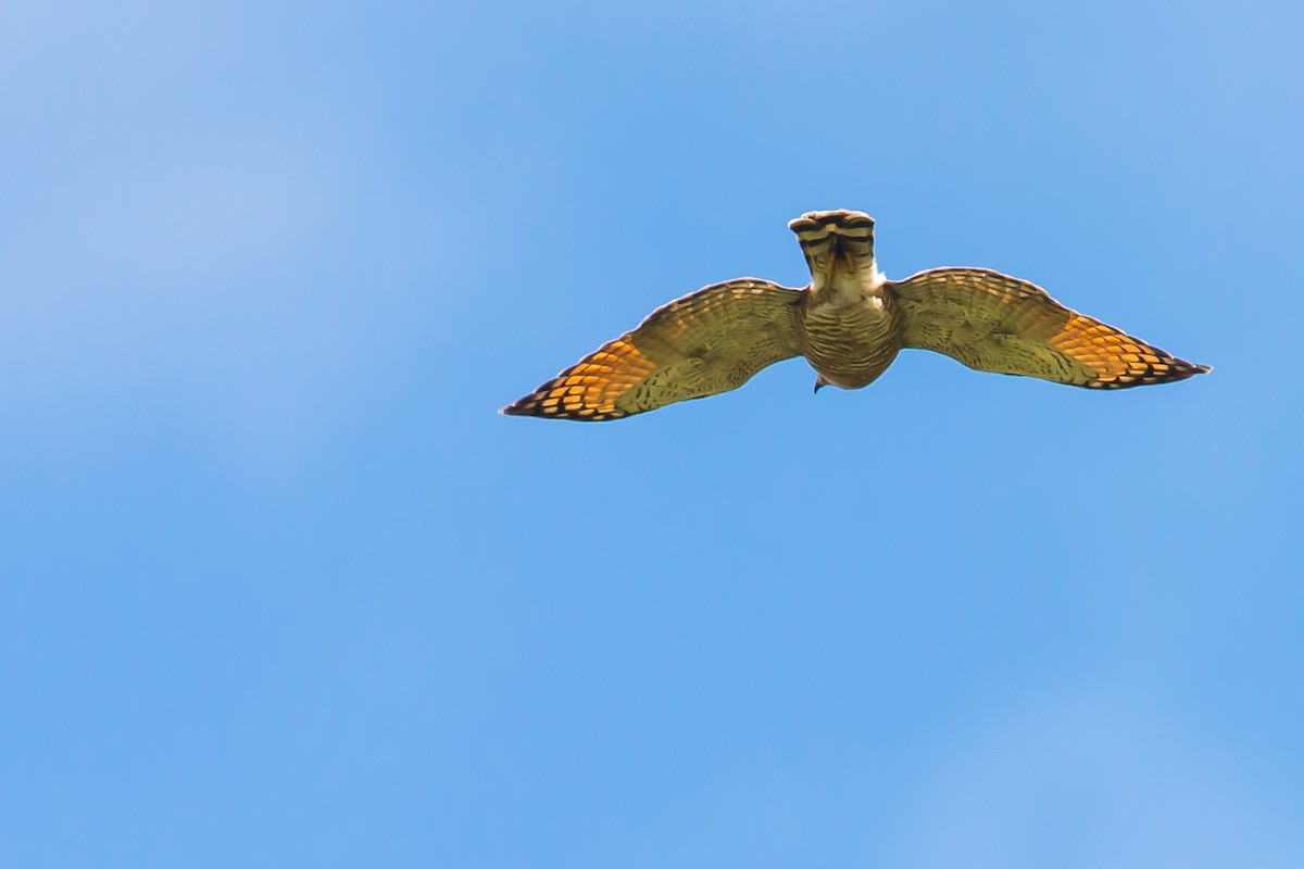 Roadside Hawk - Anonymous