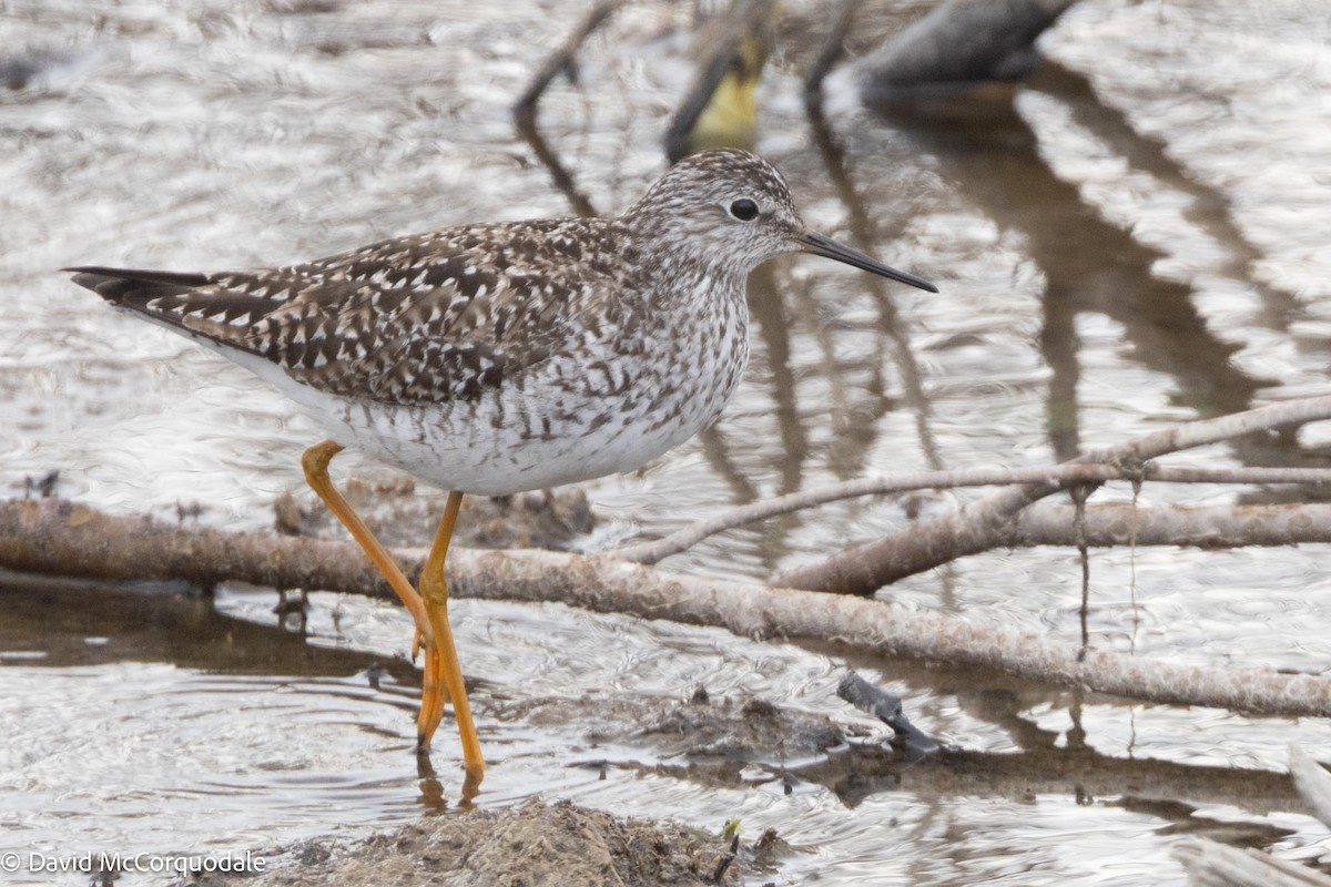 Lesser Yellowlegs - ML591679381