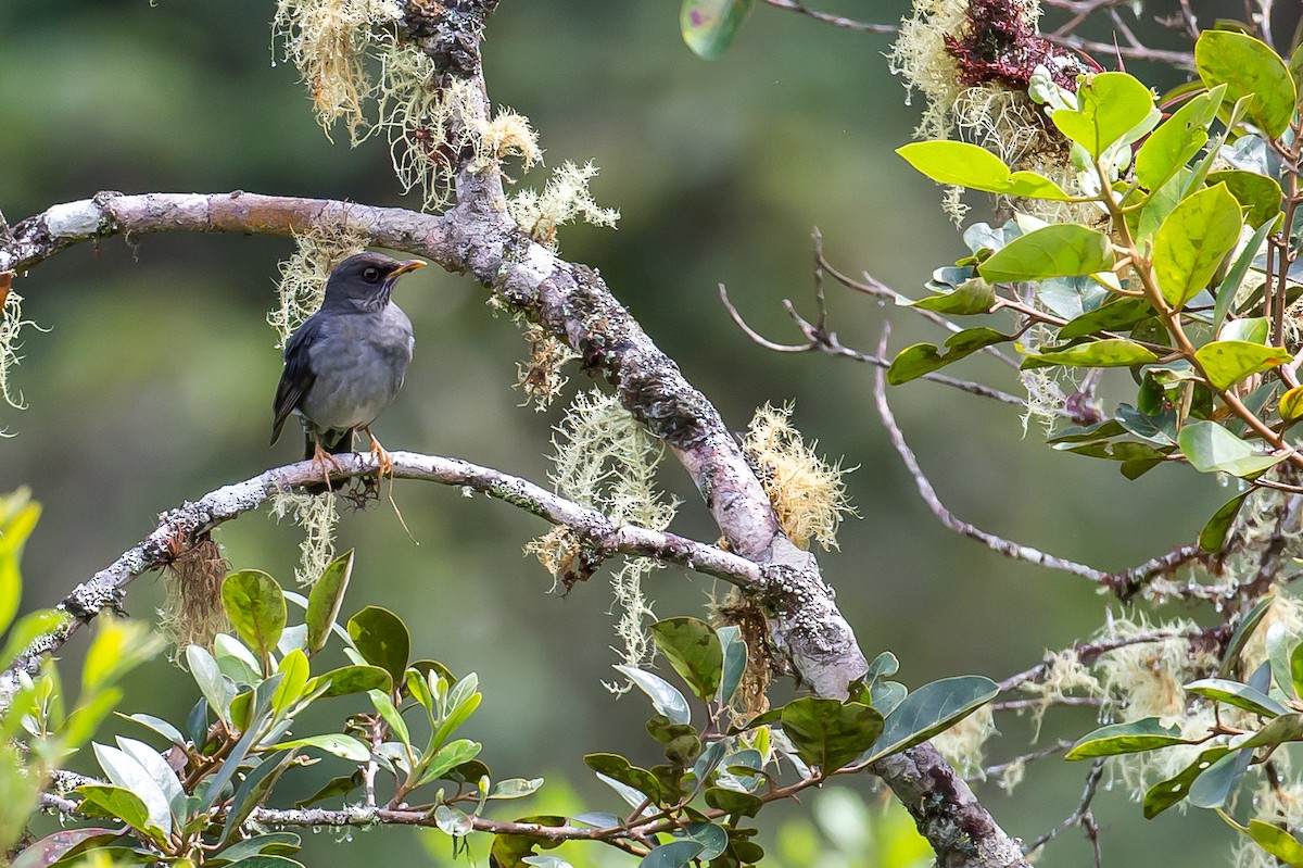 Andean Slaty Thrush - ML591679641