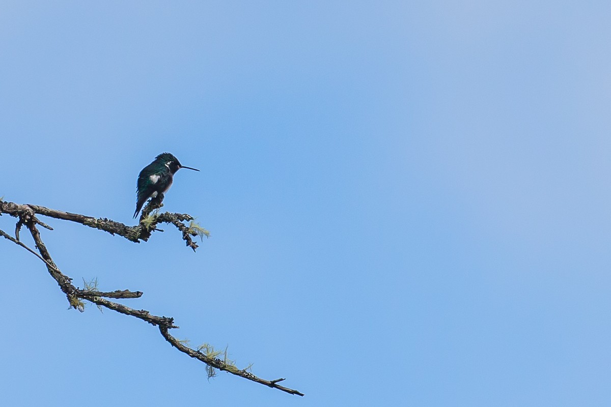 White-bellied Woodstar - ML591679811