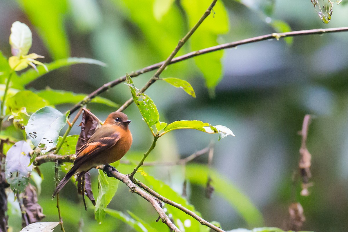 Cinnamon Flycatcher - Anonymous