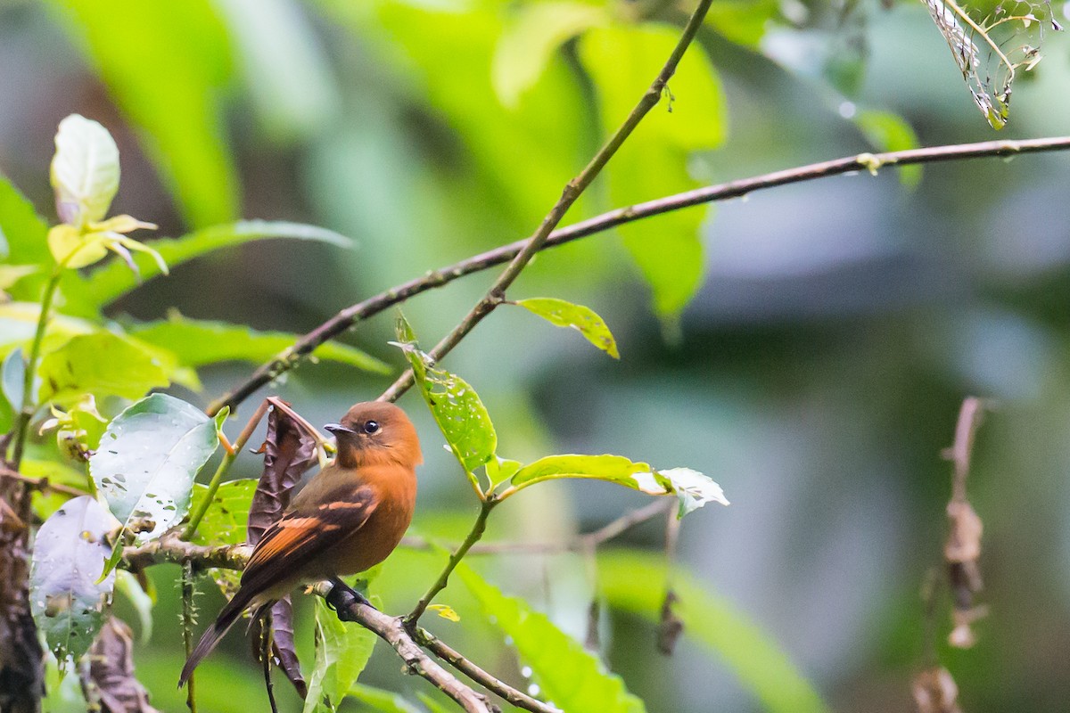 Cinnamon Flycatcher - Anonymous