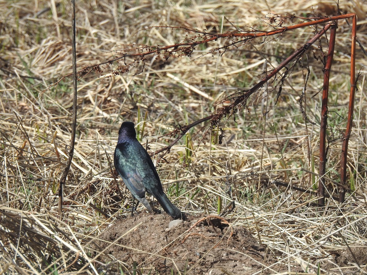 Brewer's Blackbird - ML591682981