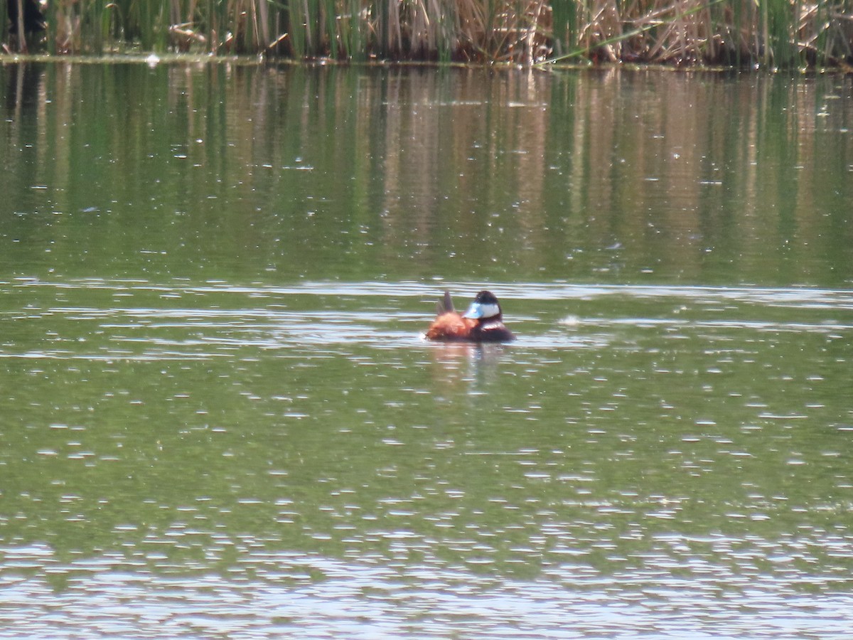 Ruddy Duck - ML591684501