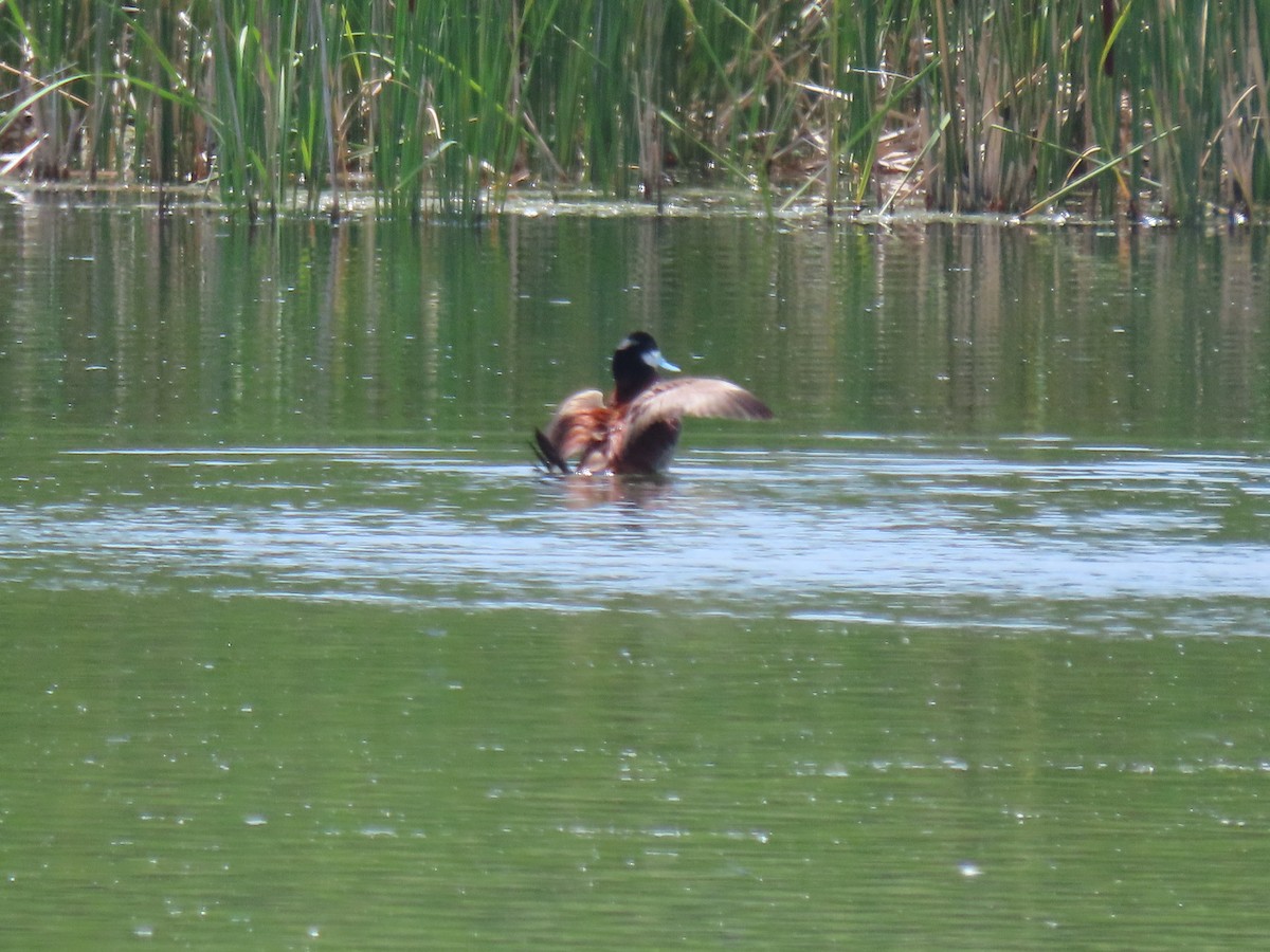 Ruddy Duck - ML591684521