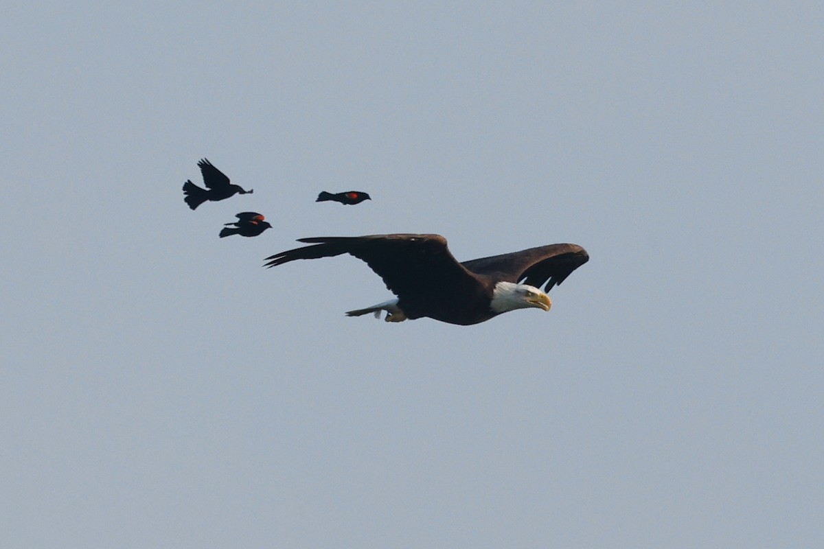 Bald Eagle - Denis Tétreault