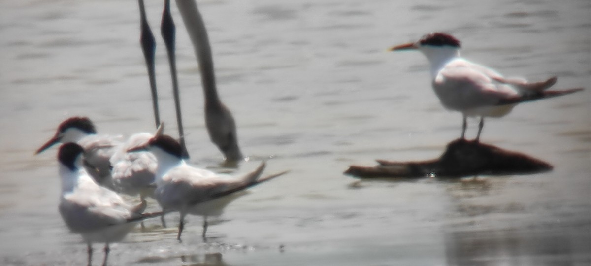 Sandwich x Elegant Tern (hybrid) - ML591686061