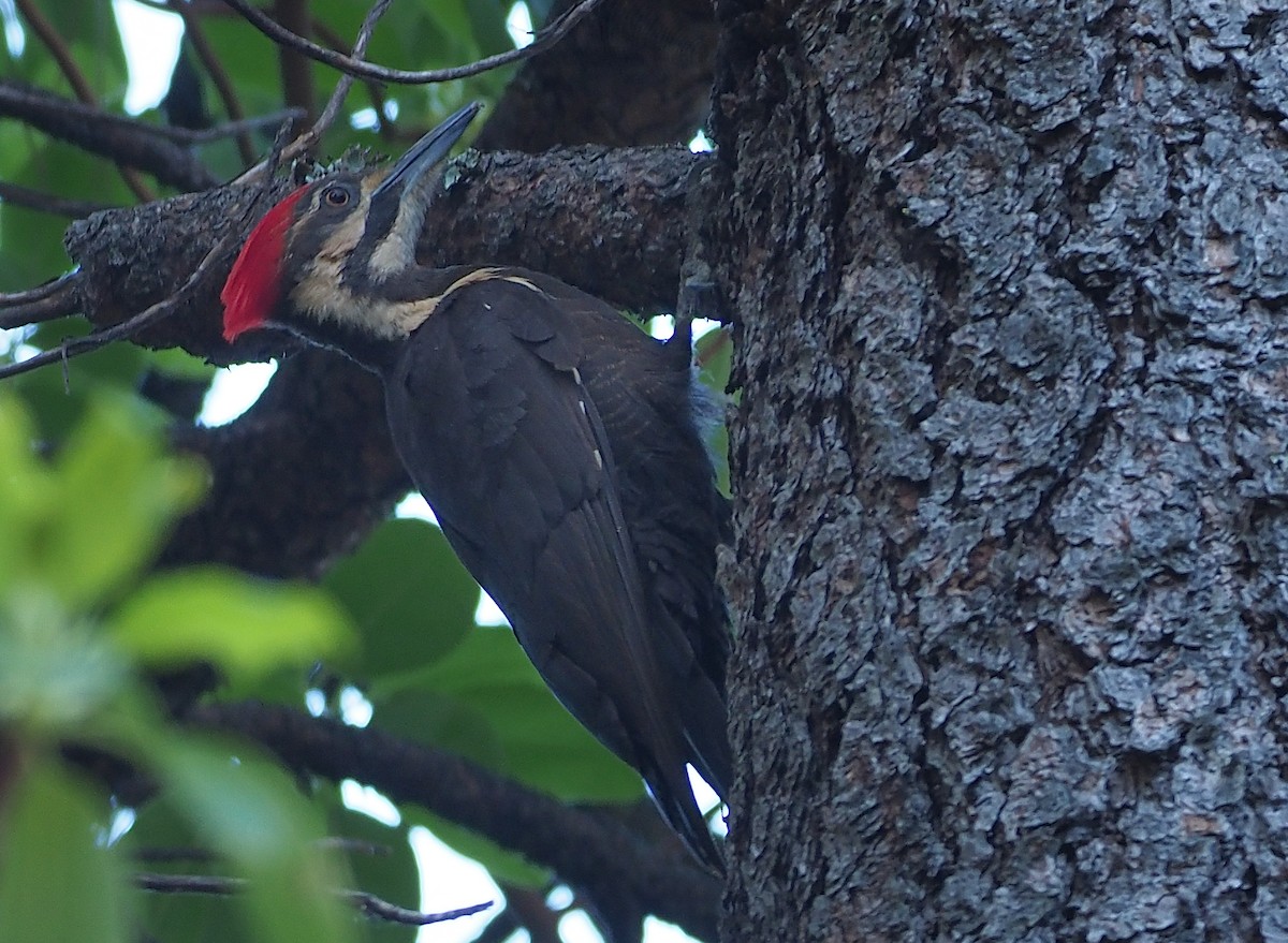 Pileated Woodpecker - ML591686841