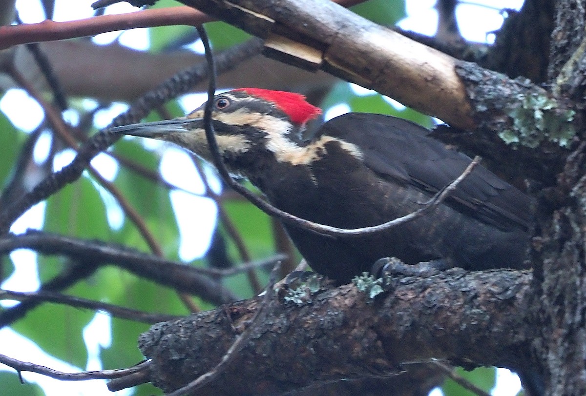 Pileated Woodpecker - ML591686851