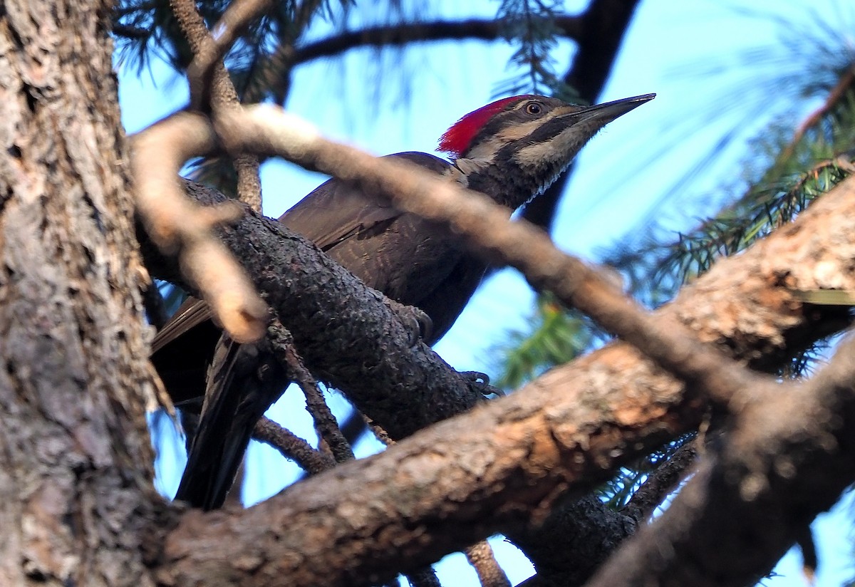 Pileated Woodpecker - ML591686861