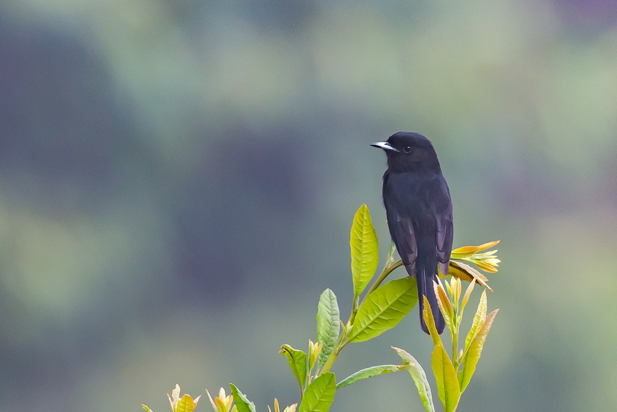 White-winged Black-Tyrant - Anonymous