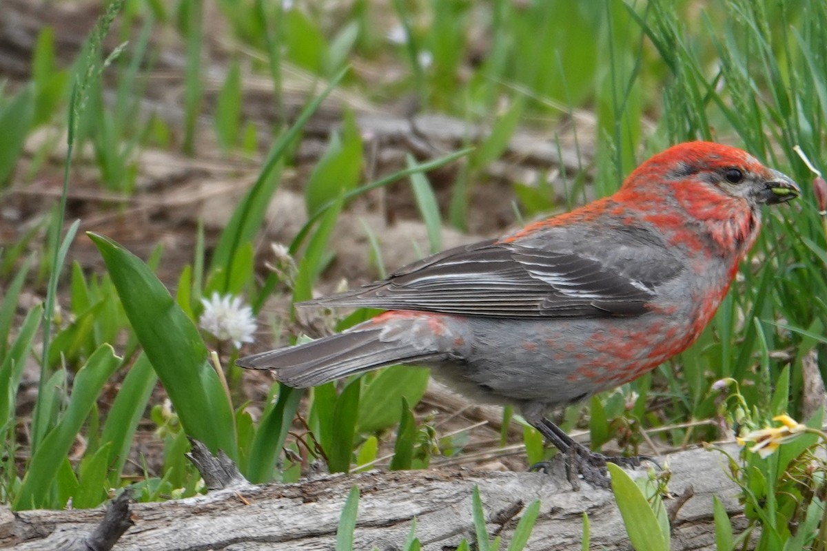 Pine Grosbeak - ML591687061