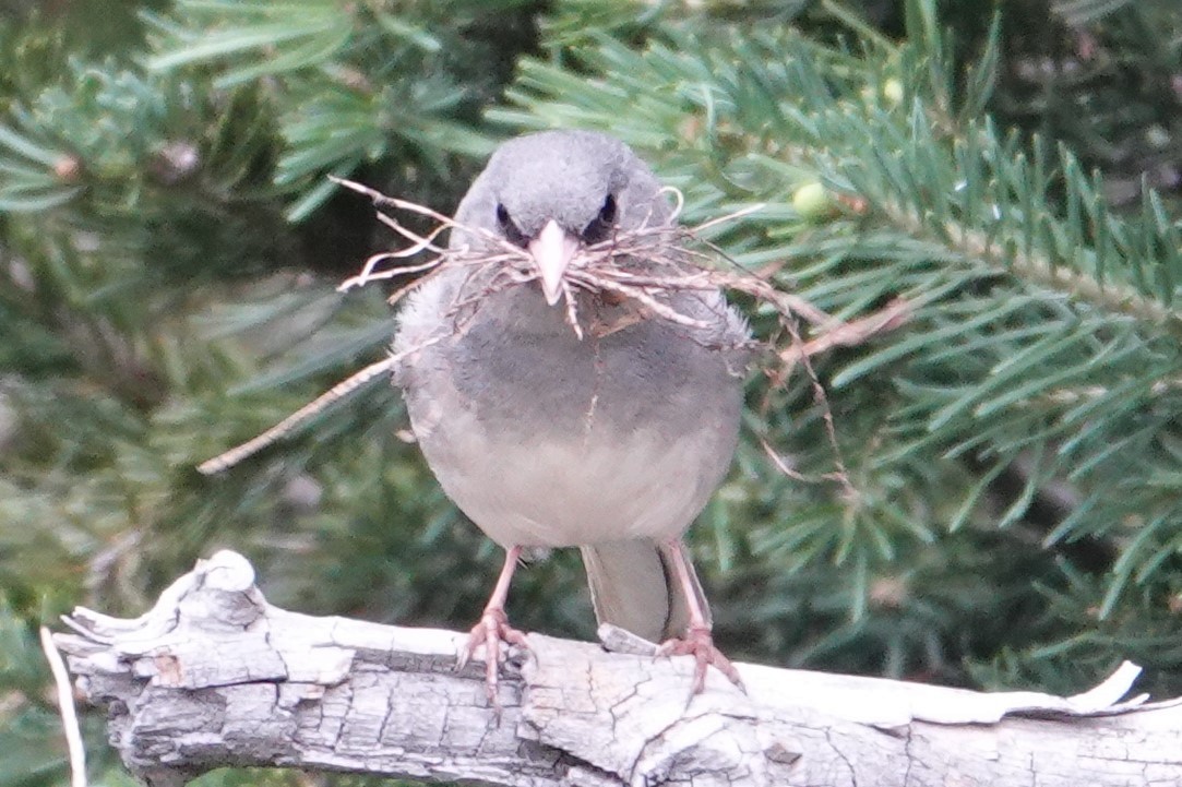 Dark-eyed Junco - Dave Hanscom