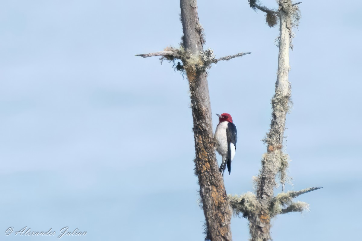 Red-headed Woodpecker - Alex Cho
