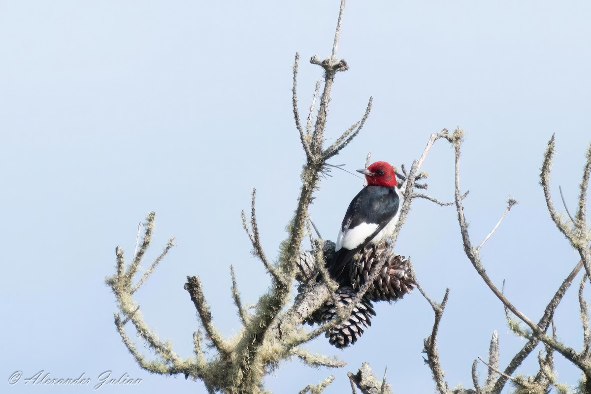 Red-headed Woodpecker - Alex Cho