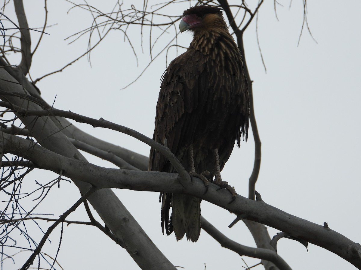 Caracara Carancho - ML591689271