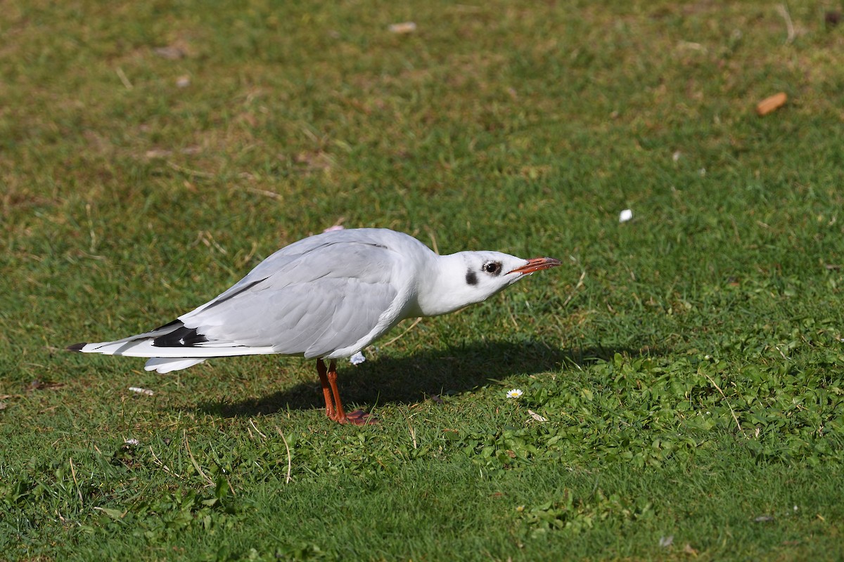 Black-headed Gull - terence zahner