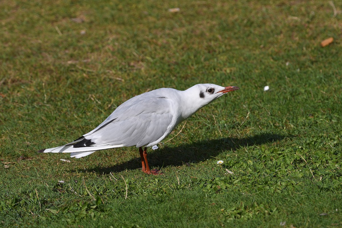 Black-headed Gull - ML591689571