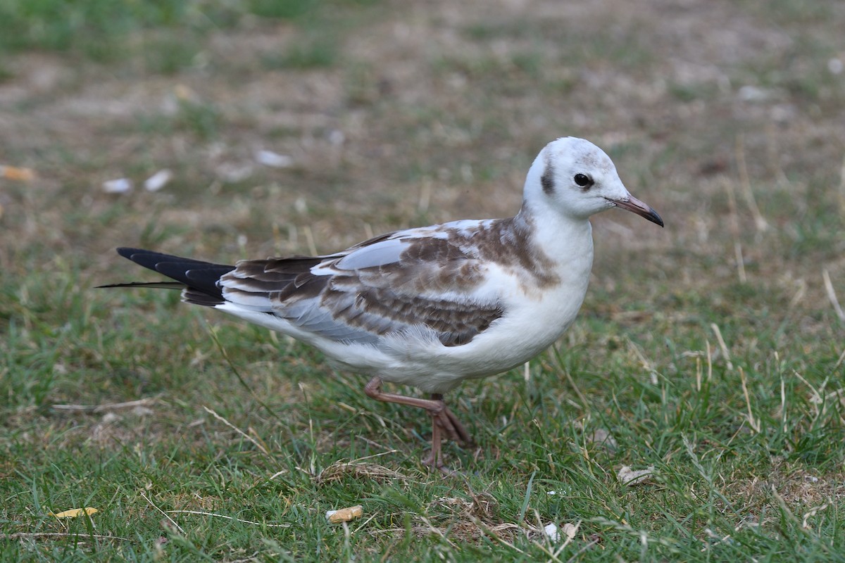 Black-headed Gull - terence zahner