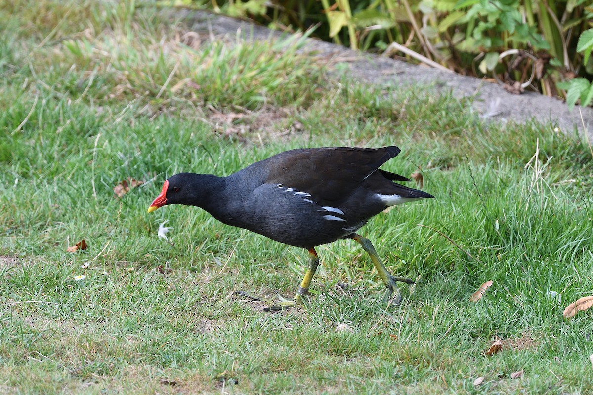 Eurasian Moorhen - terence zahner