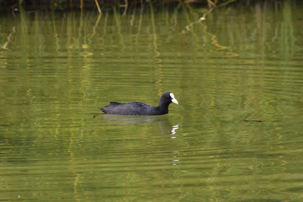 Eurasian Coot - terence zahner