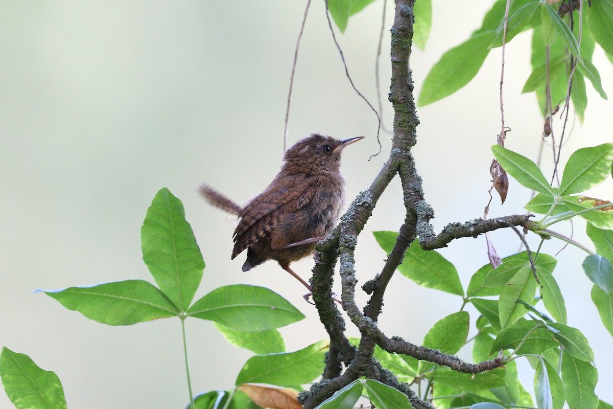 Eurasian Wren - terence zahner