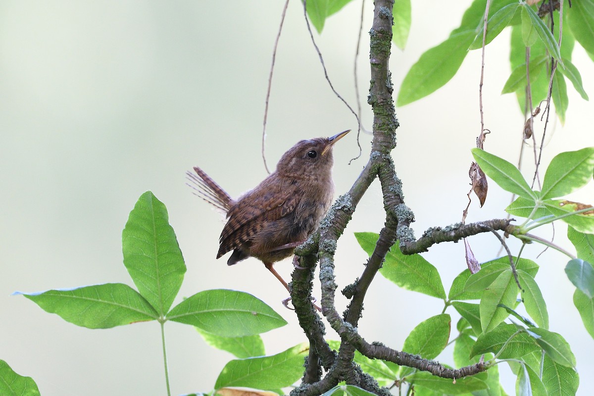 Eurasian Wren - ML591690021