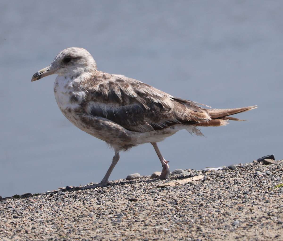 California Gull - Diane Etchison