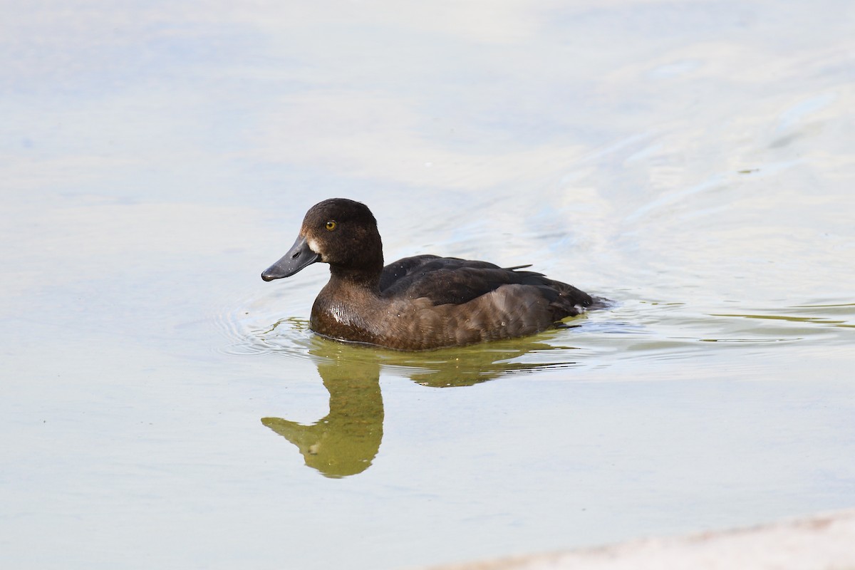 Tufted Duck - terence zahner