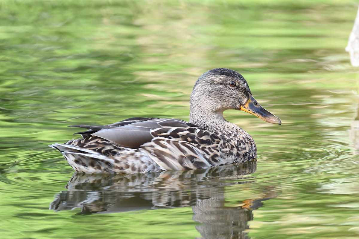 Mallard - ML591690871