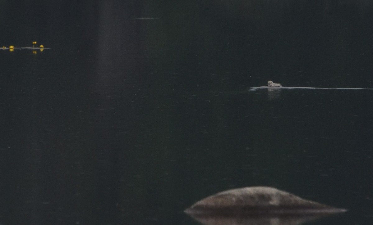 Herring Gull - ML591691251