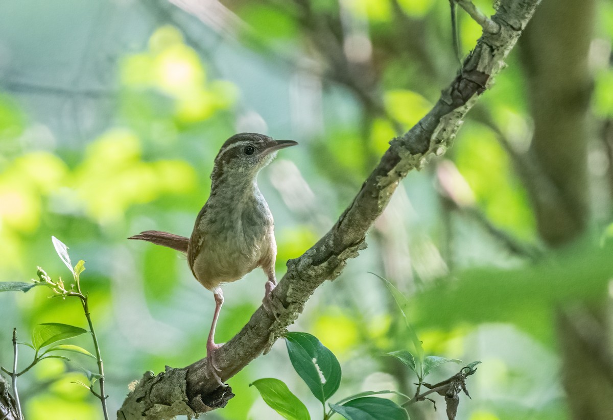 Carolina Wren - Sandy Podulka