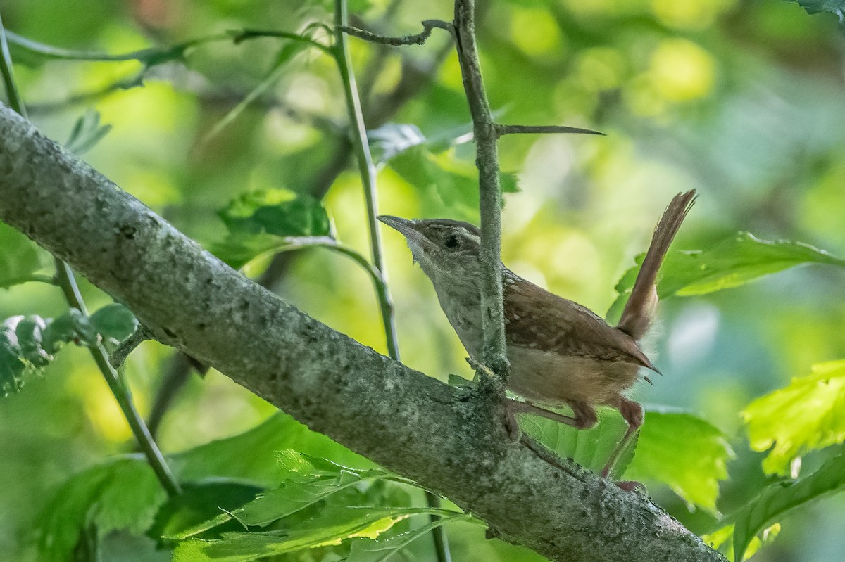 Carolina Wren - Sandy Podulka