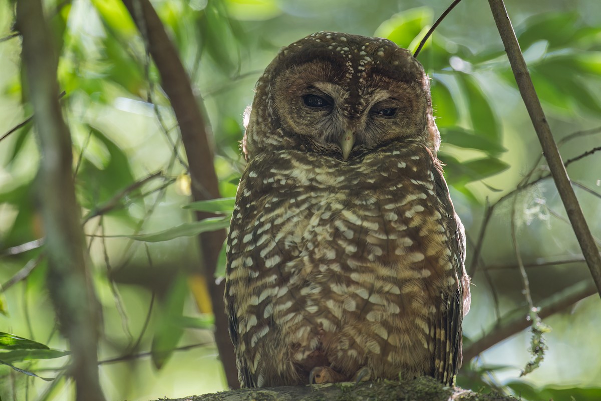 Spotted Owl - Becky Matsubara