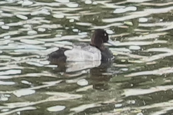 Lesser Scaup - ML591691631