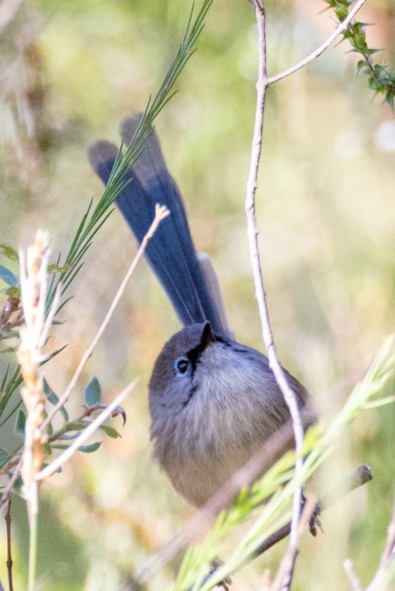 Variegated Fairywren - ML591691841