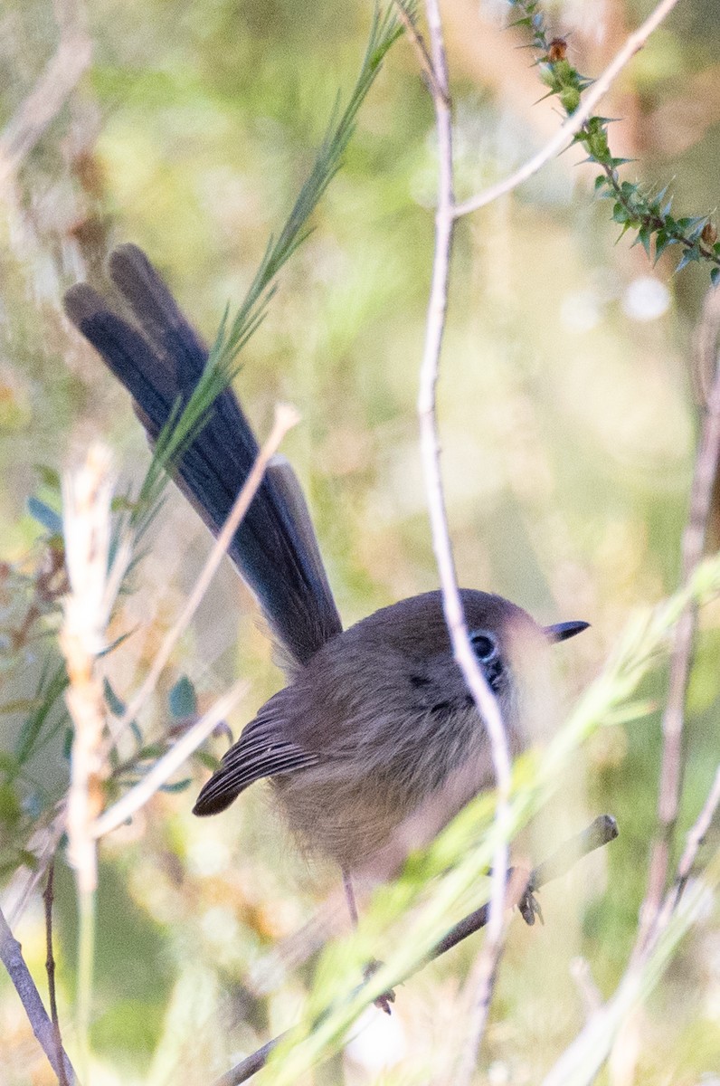 Variegated Fairywren - ML591691851