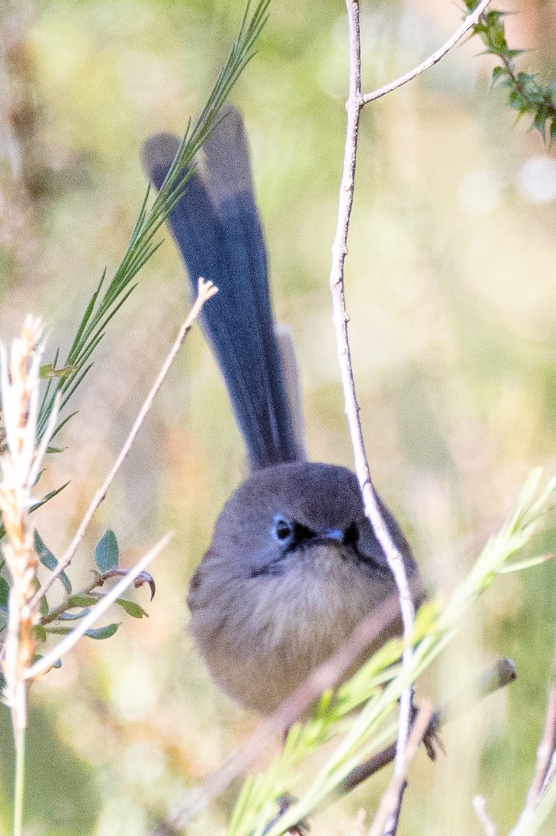 Variegated Fairywren - Lutz Duerselen