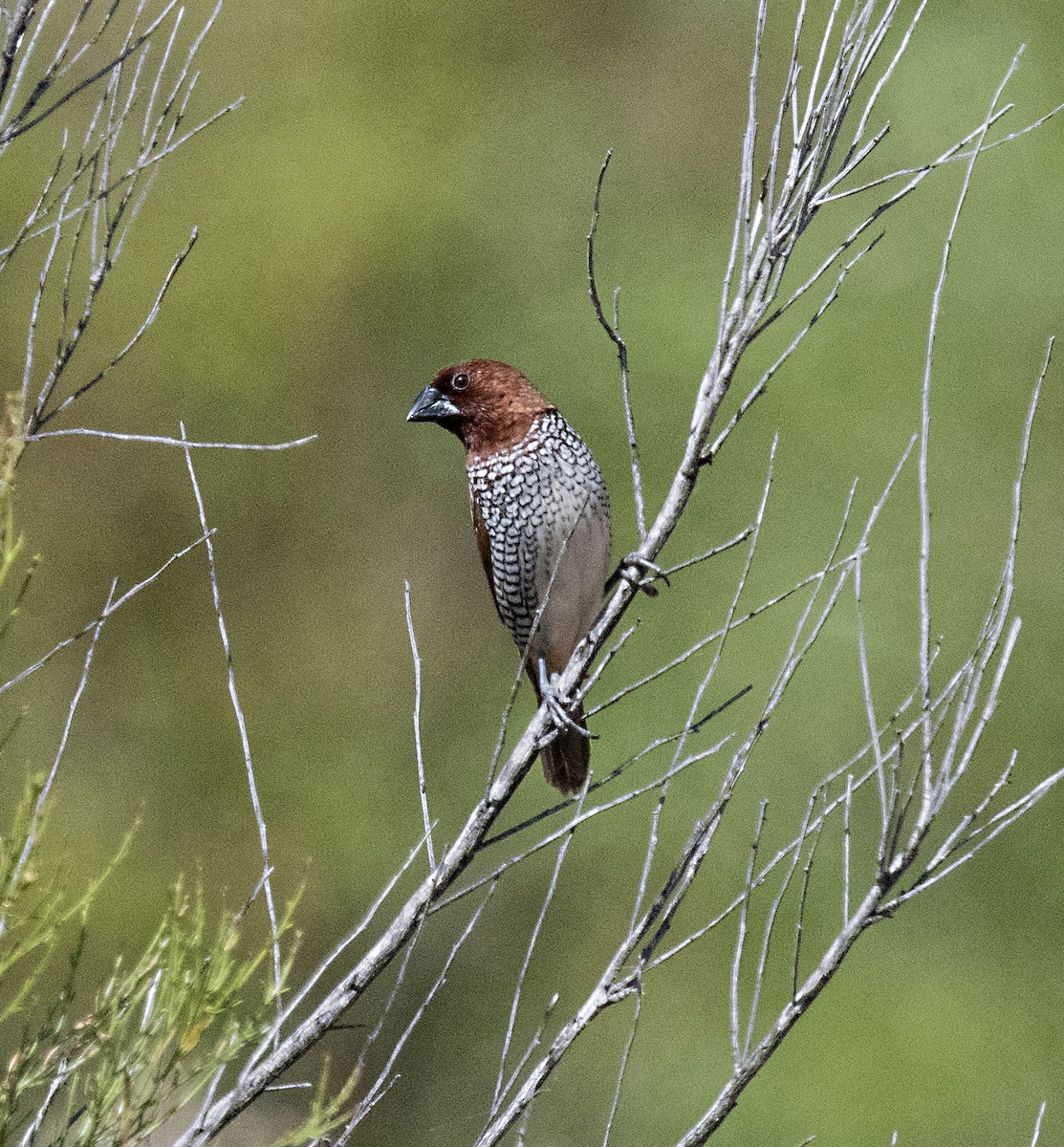 Scaly-breasted Munia - Terry  Hurst