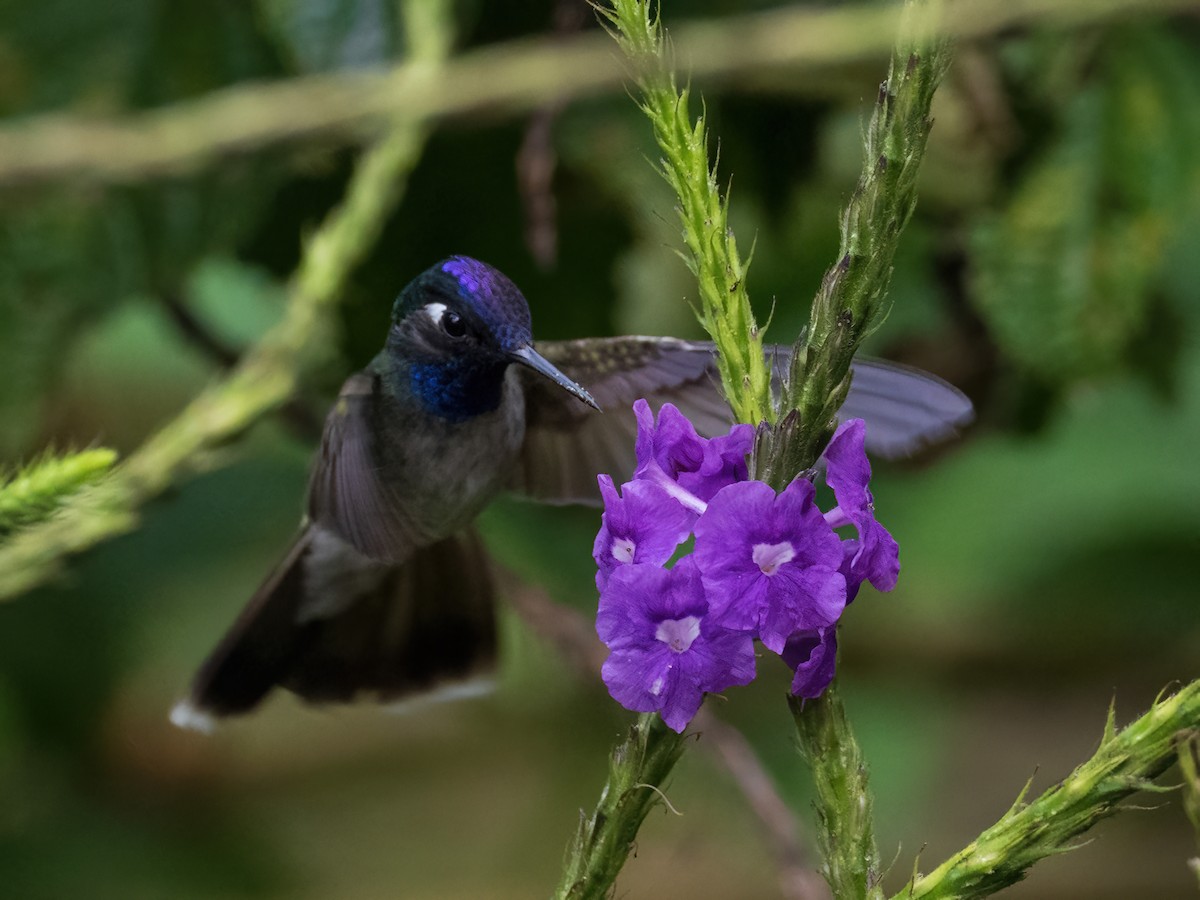 Violettkopfkolibri - ML591692151