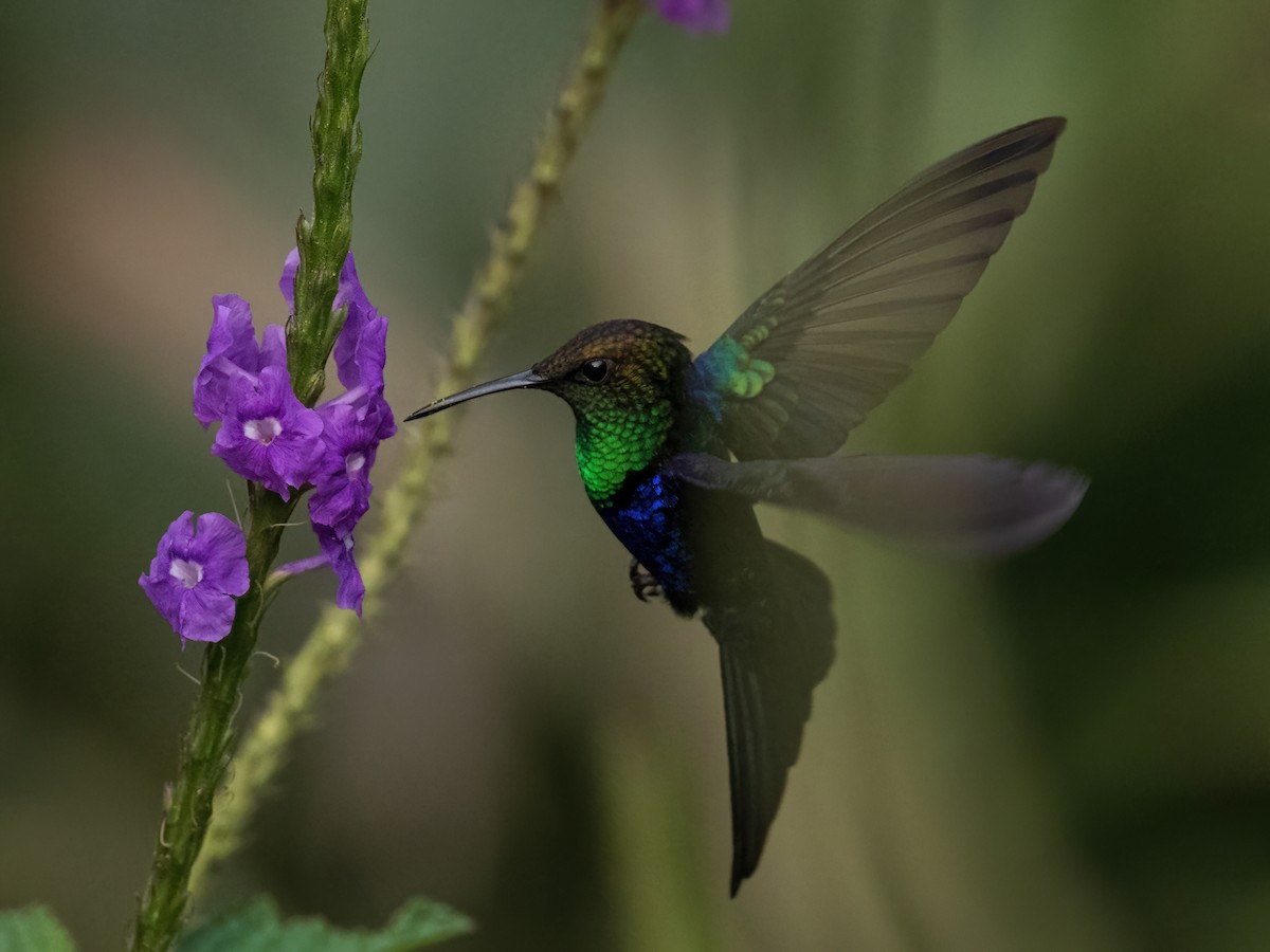 Fork-tailed Woodnymph - Sara Stokes